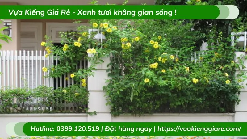 Hoa huỳnh đệ vàng trên giàn leo