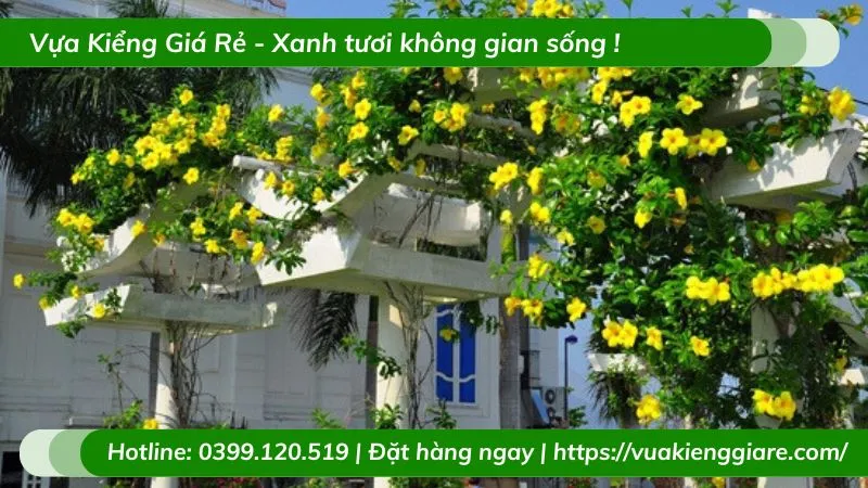Giàn dây leo huỳnh đệ phủ đầy hoa