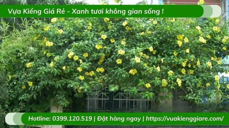 Thân và lá của cây huỳnh đệ leo