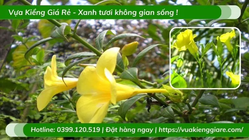 Cận cảnh lá xanh đậm hình bầu dục của cây huỳnh đệ leo