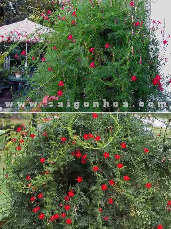 Hình ảnh tổng thể của giàn Dây Tóc Tiên đang leo