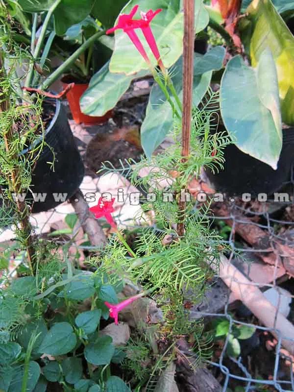 Hình ảnh thân và cành Dây Tóc Tiên đang leo