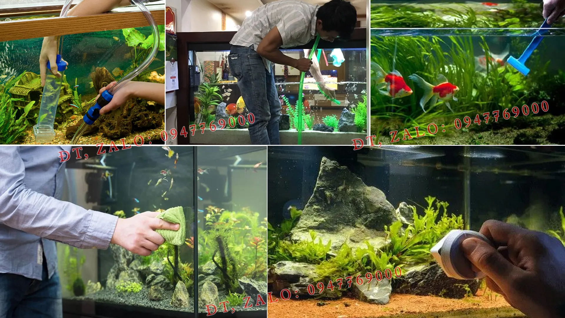 Nhân viên chuyên nghiệp đang vệ sinh và chăm sóc hồ thủy sinh