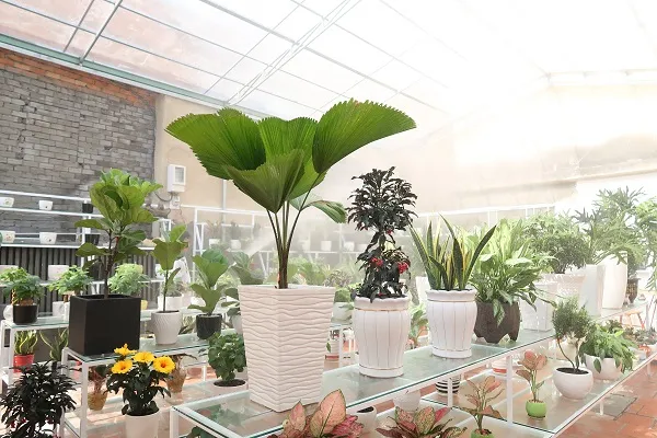 Cận cảnh cây xanh được chăm sóc kỹ lưỡng trong môi trường giả lập ánh sáng