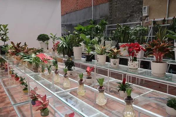 Vườn cây cảnh đa dạng mẫu mã và chủng loại tại Vườn Cây Việt