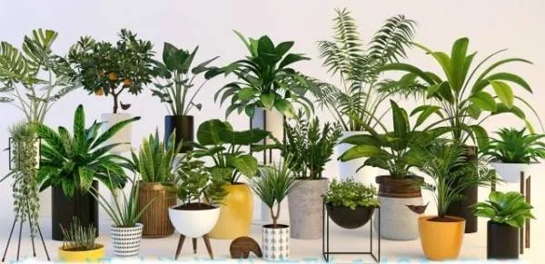 Một góc cửa hàng hoặc showroom trưng bày các loại cây cảnh để bàn