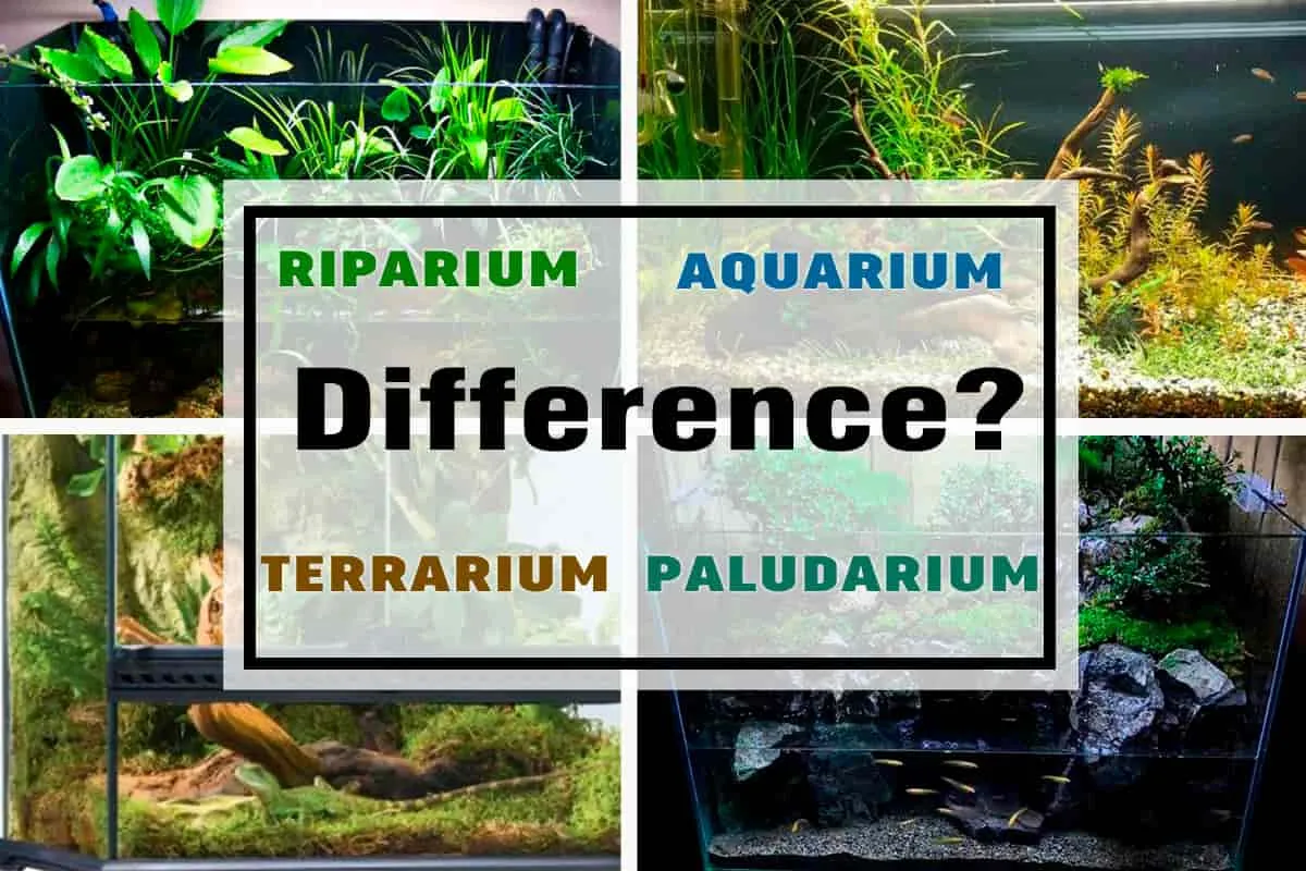 So sánh sự khác biệt giữa Aquarium, Terrarium, Riparium và Paludarium