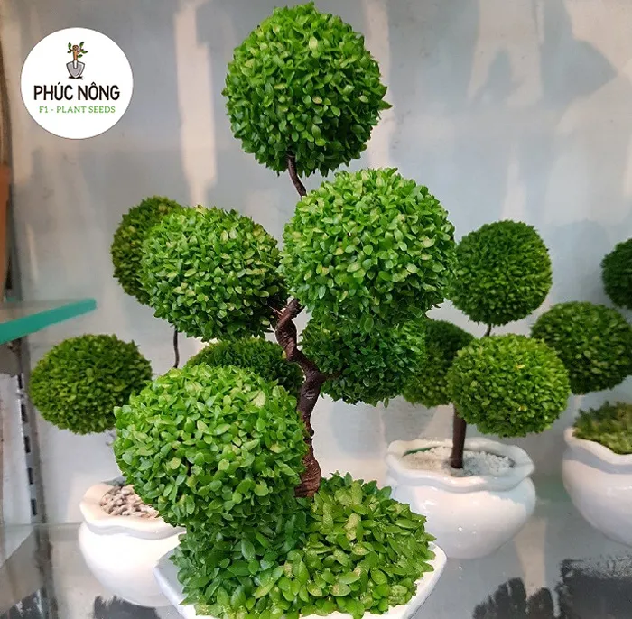 Phúc An Nông là một trong những đơn vị cung cấp hạt giống uy tín tại Việt Nam