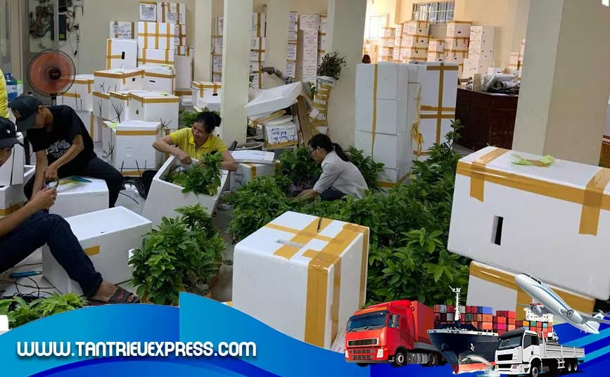 Đóng gói cây cảnh để gửi hàng đi Mỹ
