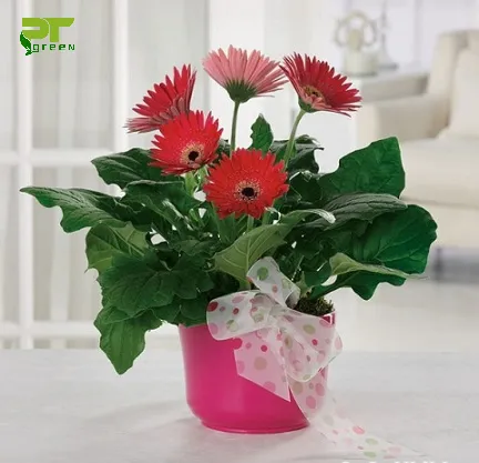 Chậu hoa Đồng Tiền rực rỡ nhiều màu