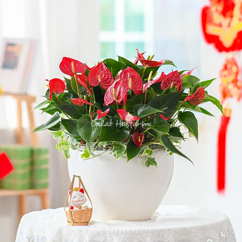 Chậu Hồng Môn trang trí ngày Tết