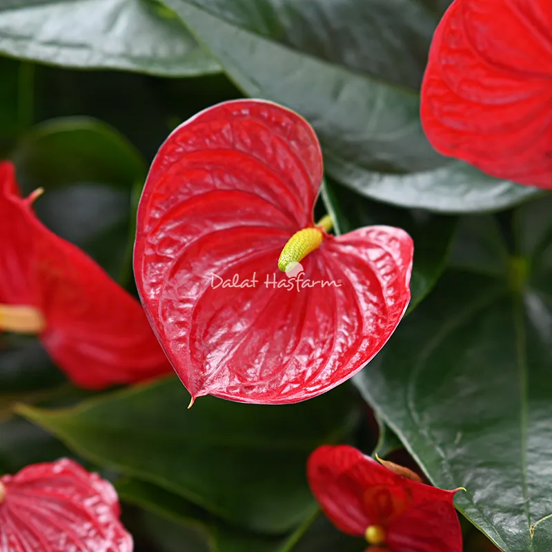 Hồng Môn đỏ rực rỡ mang ý nghĩa may mắn