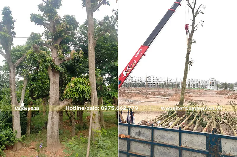Trồng Xoài công trình lâu năm tại khu đô thị cao cấp ở Hà Nội