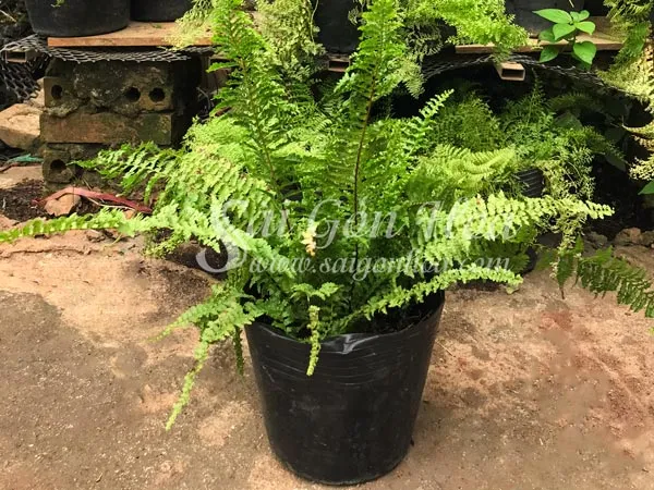 Tổng quan vẻ đẹp của cây dương xỉ đá