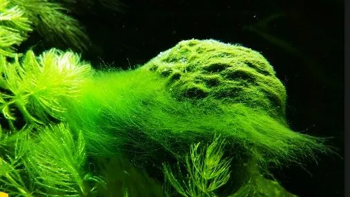 Rêu tóc hay rêu chỉ bám trên cây thủy sinh