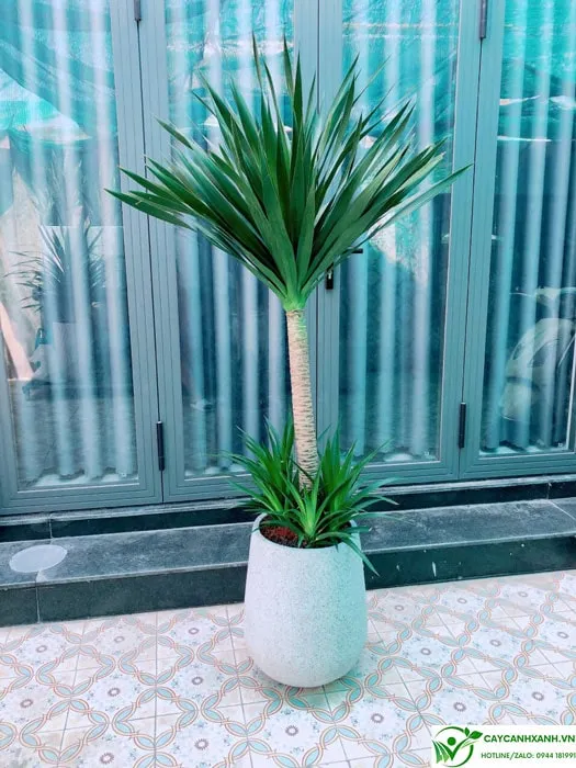 Tham khảo giá bán cây Phát Tài Núi