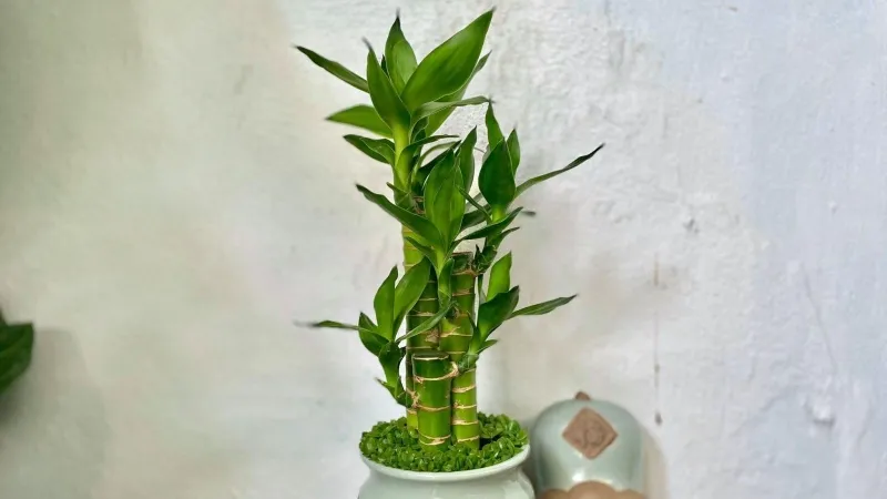 Cây phát tài thuộc họ Ruscaceae, nhóm cây bụi.