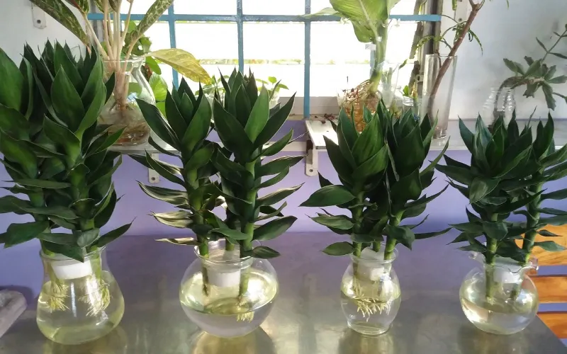 Hình ảnh chung về cây phát tài và câu hỏi về độc tính.