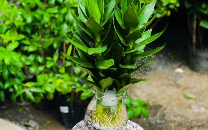 Rửa tay bằng xà phòng ngay khi tiếp xúc với chất nhầy của cây phát tài.