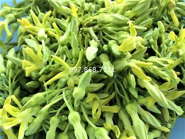 Cây giống hoa thiên lý sẵn sàng cho việc trồng thương phẩm