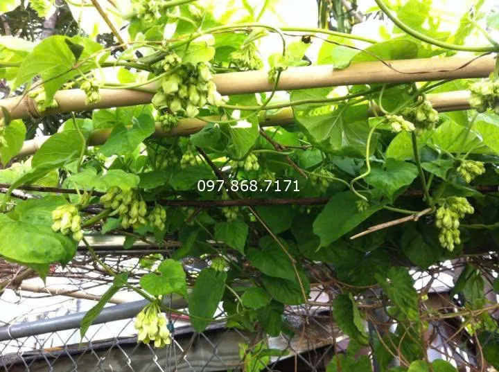 Hoa thiên lý với mùi thơm đặc trưng và giá trị dinh dưỡng cao