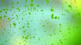 Rêu đốm xanh bám trên lá cây và mặt kính hồ thủy sinh