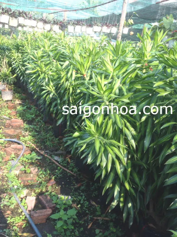 Hàng cây trúc bách hợp