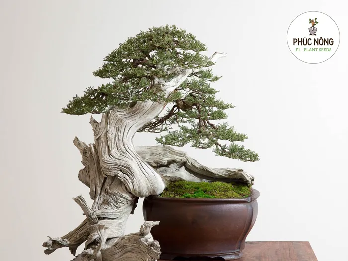 Hạt giống cây cảnh bonsai, khởi đầu cho những tác phẩm nghệ thuật tự nhiên