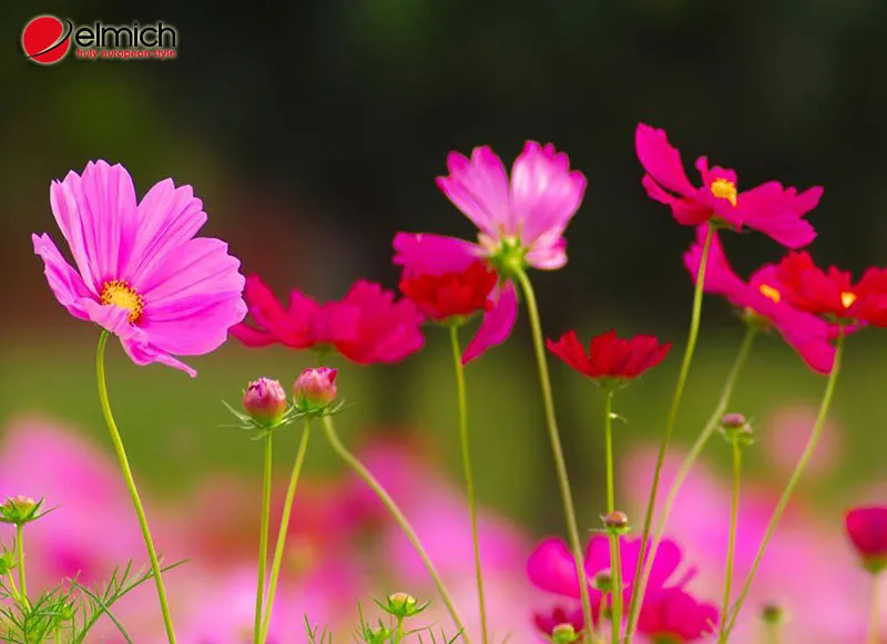 Hoa cánh bướm còn có tên khác là sao nhái