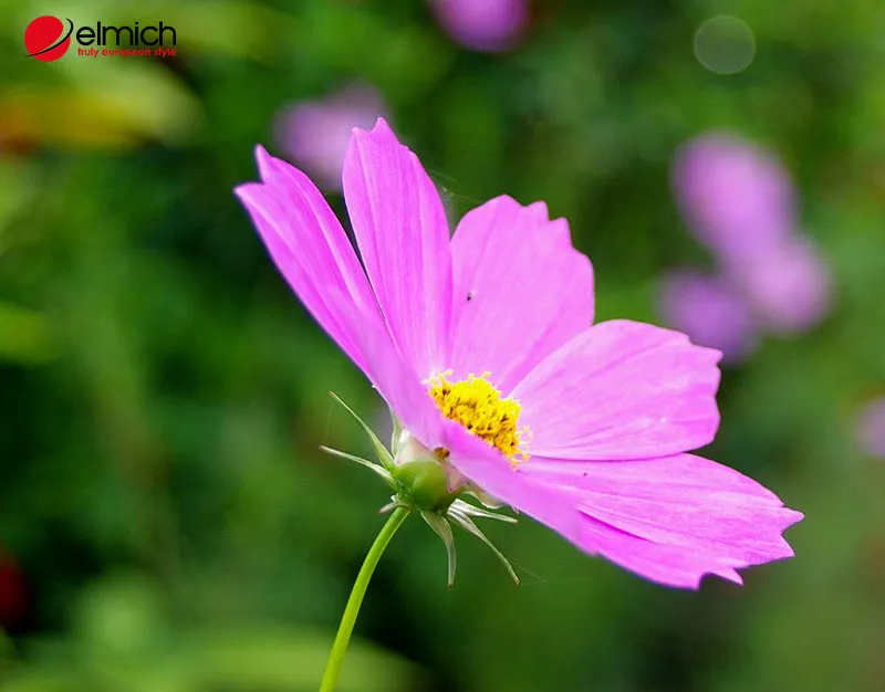 Đặc điểm của hoa cánh bướm khá dễ nhận biết