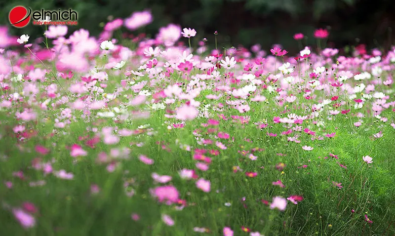 Ý nghĩa hoa cánh bướm dựa trên màu sắc