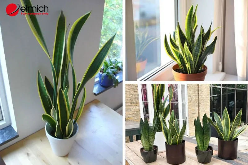 Hướng tốt nhất để trồng cây lưỡi hổ là vị trí hành Mộc