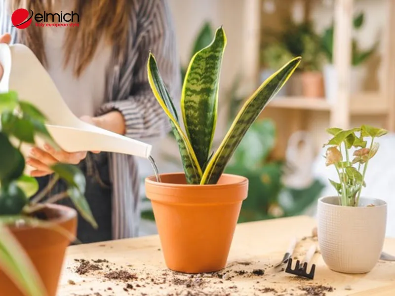 Chăm sóc cây vĩ hổ phát triển tốt sẽ càng giúp tăng vượng khí