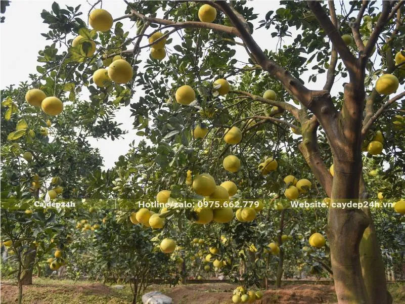 Vườn trồng cây Bưởi Diễn sai trĩu quả