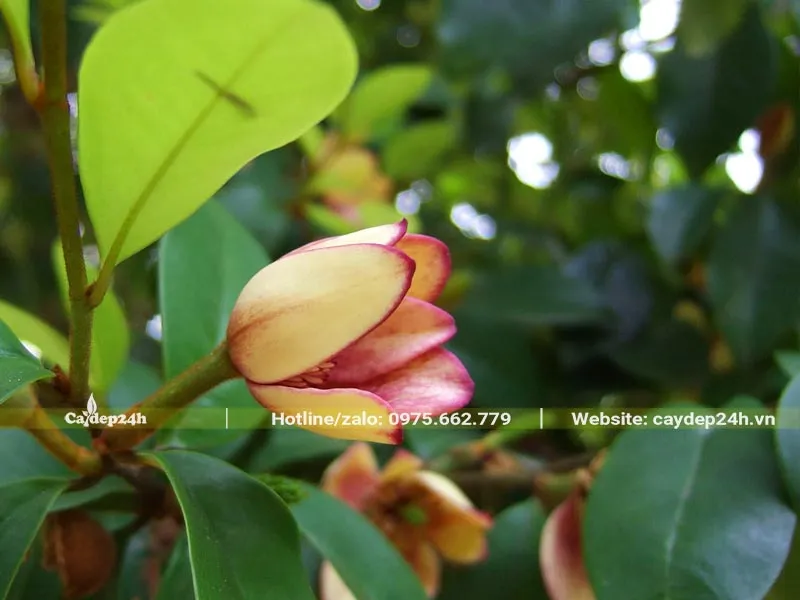 Những bông hoa Lan Tiêu (Hàm Tiếu) đang hé nở, viền cánh hồng tím