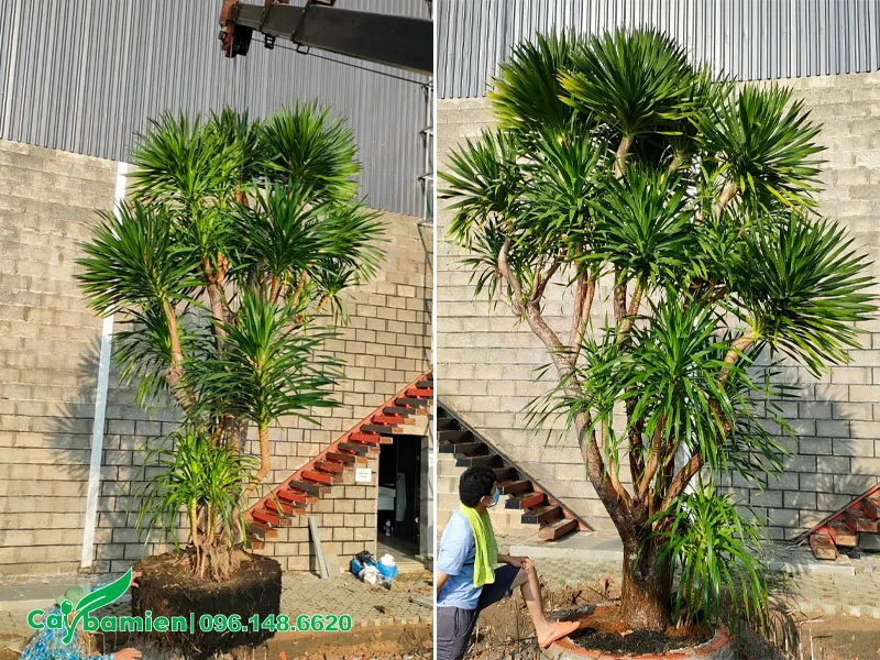 Thi công trồng cây Phát Tài Núi công trình cao 4m