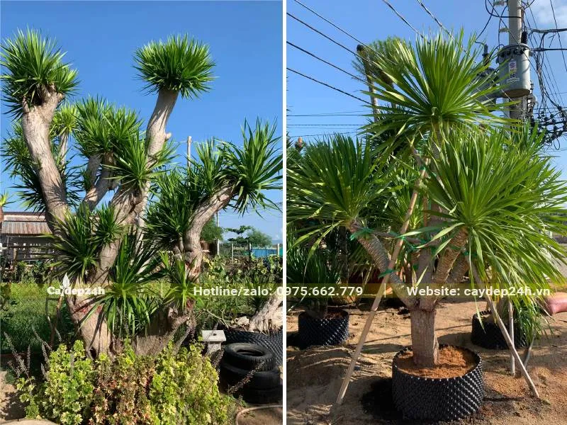 Cây Phát Tài Núi dâm ủ kích thước lớn, thân gỗ khỏe mạnh