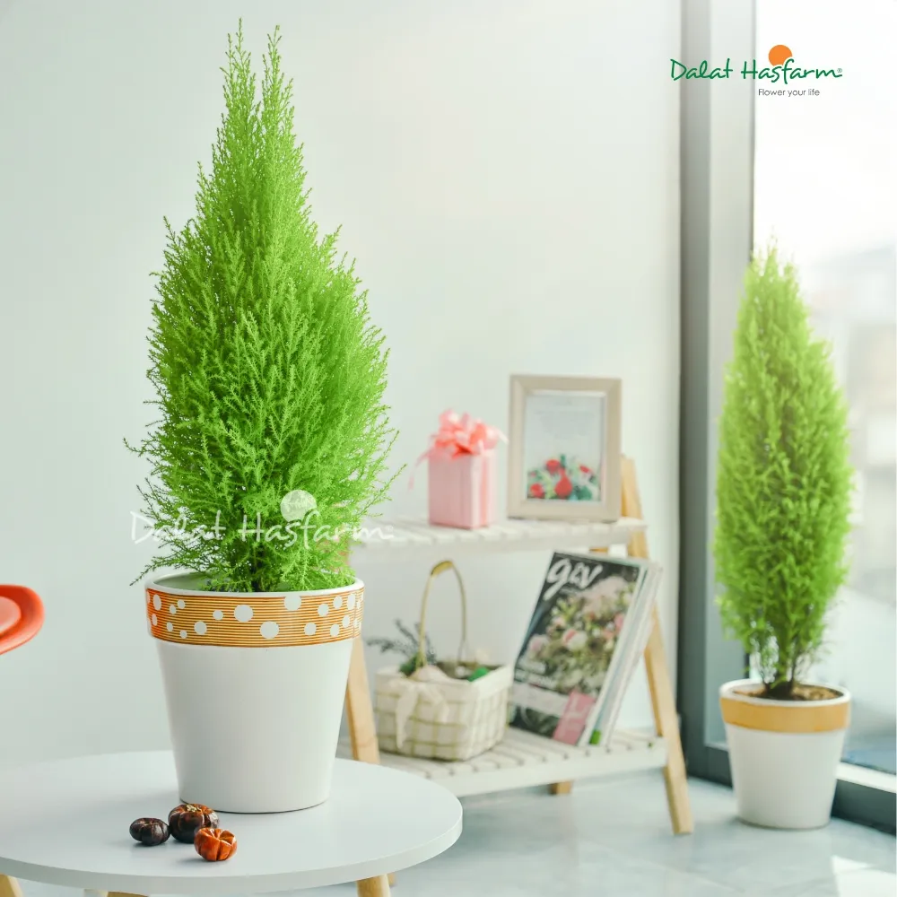 Cây Tùng thơm được trang trí đơn giản mang ý nghĩa phong thủy