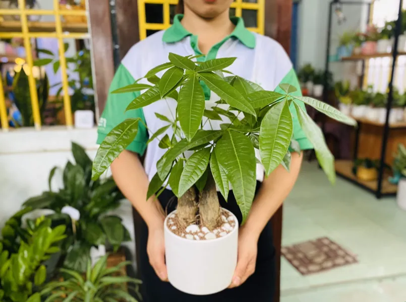 Cây Kim Ngân biểu trưng cho sự giàu có, thịnh vượng và hạnh phúc