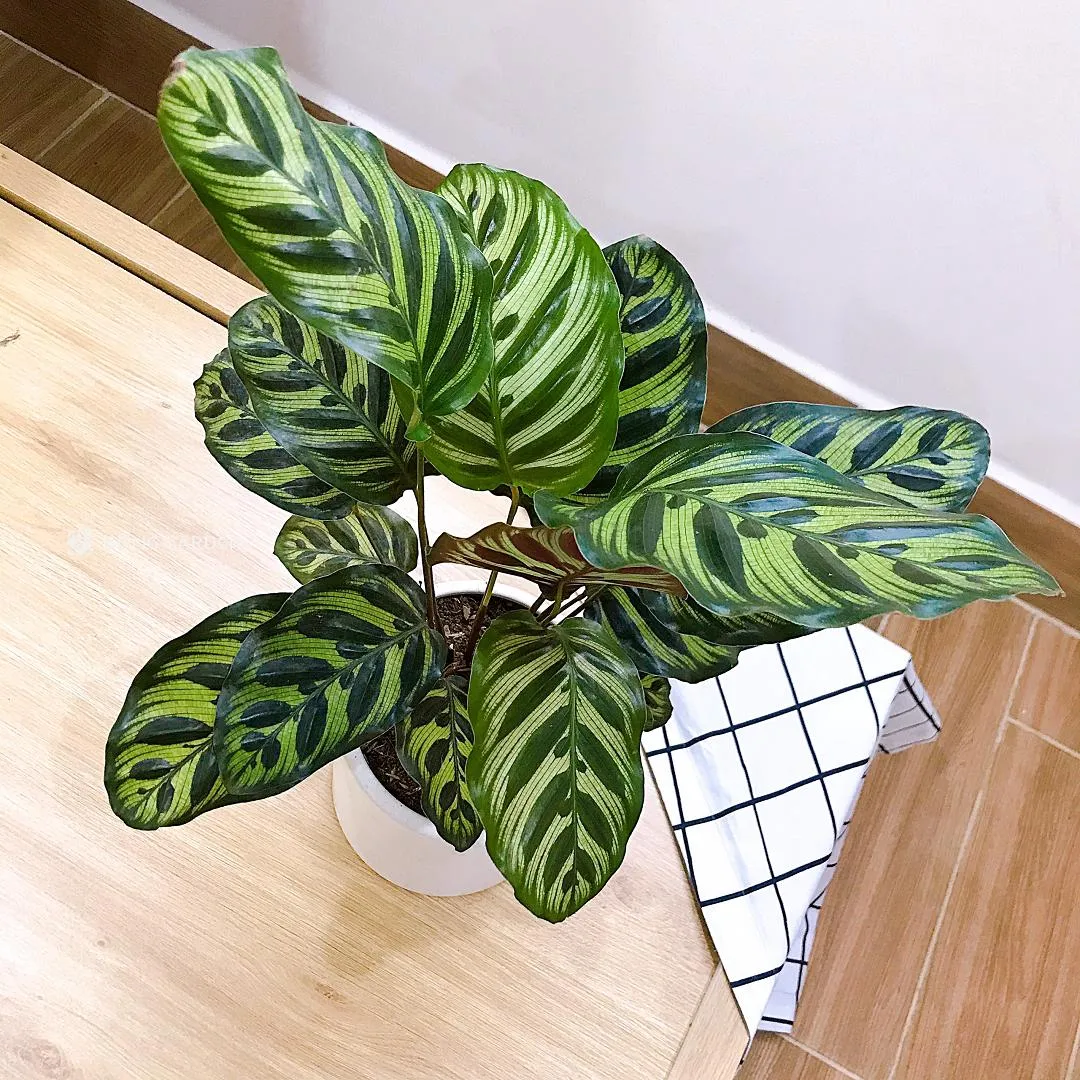 Cây Đuôi Công biểu trưng cho phúc lộc, tiền tài, có khả năng lọc không khí tốt