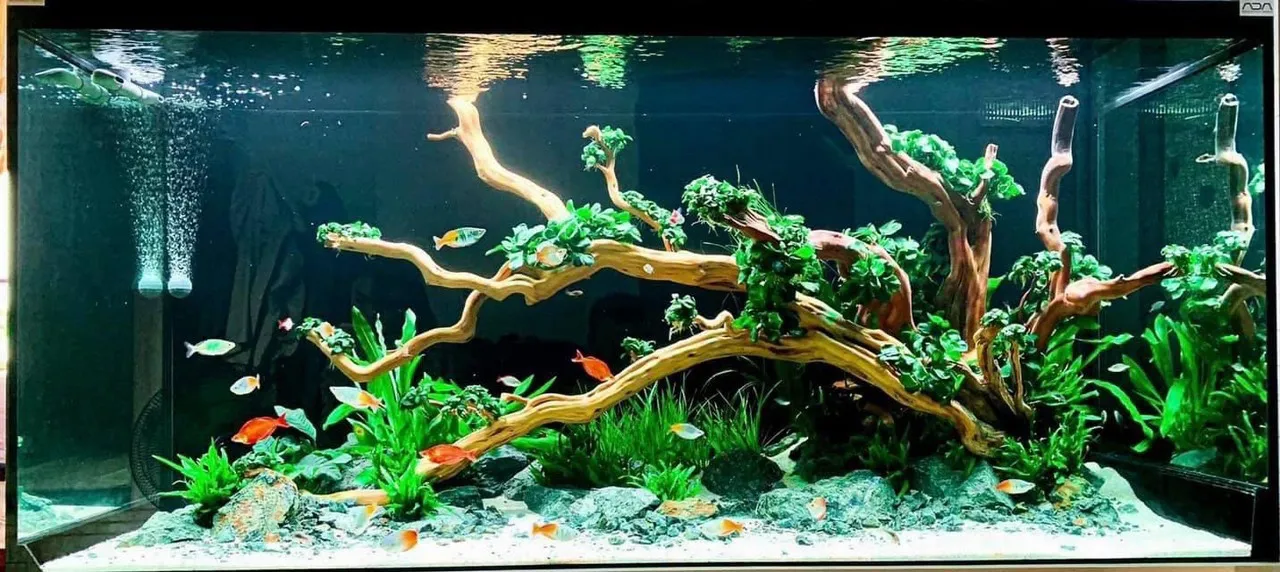 Hồ thủy sinh Natural với bố cục lũa và cây xanh hài hòa