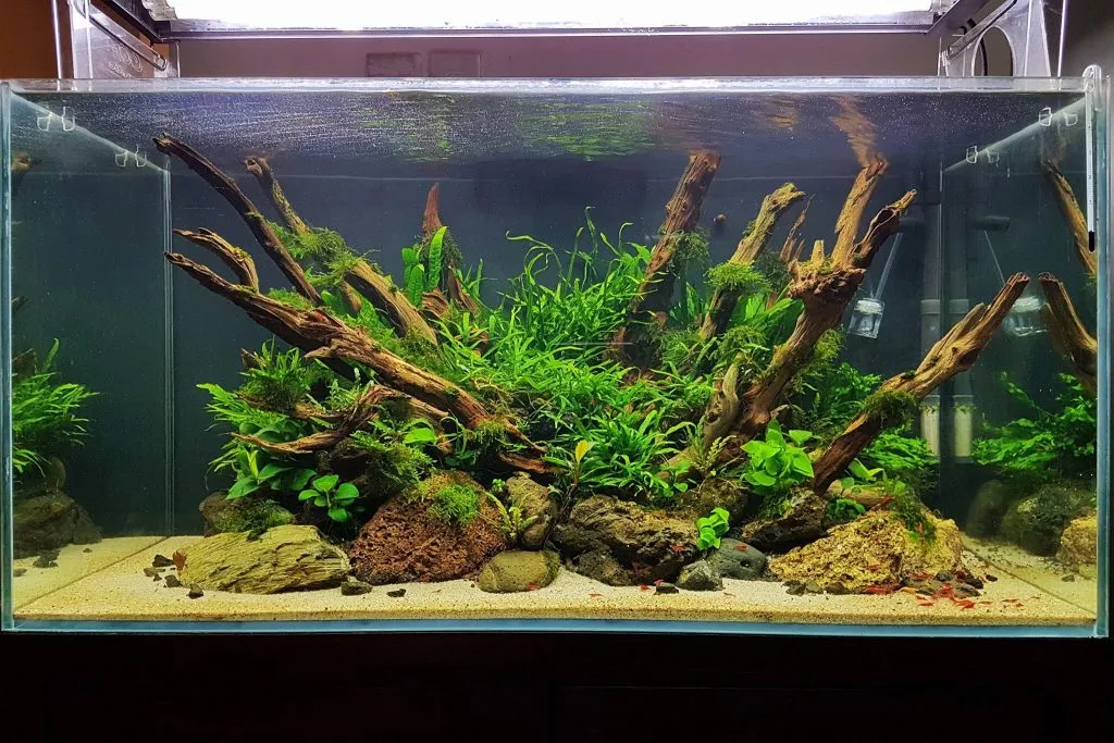 Góc nhìn cận cảnh một bố cục thủy sinh Natural chủ đạo là đá