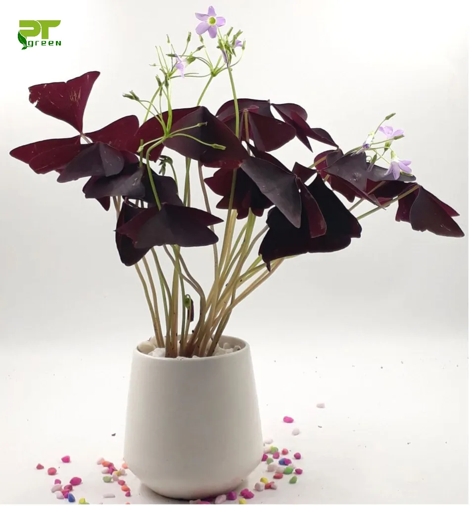 Cây Bướm Đêm với lá màu tím độc đáo