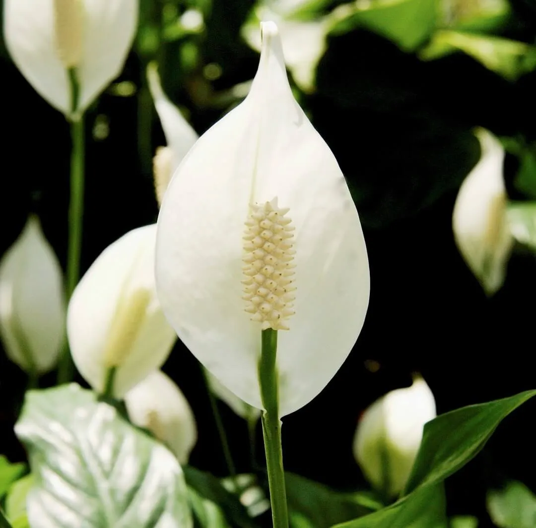 Mo hoa màu trắng ngà của cây Lan Ý tượng trưng cho sự thuần khiết