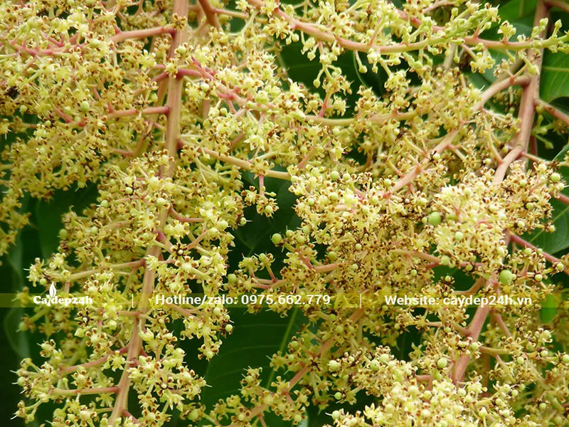 Chùm hoa Xoài màu vàng nhạt, sai trĩu cành