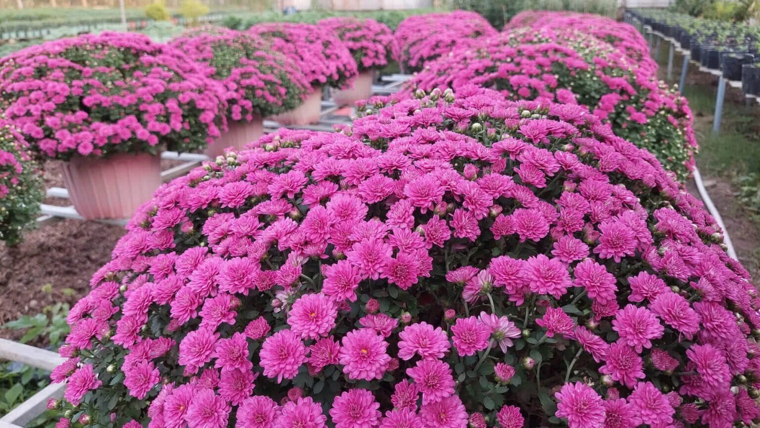 Màu Tím Của Hoa Cúc Mâm Xôi Là Biểu Tượng Của Sự Quý Phái, Huyền Bí Và Sang Trọng