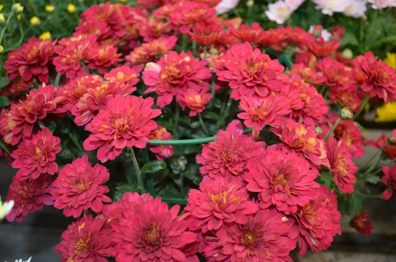 Màu Đỏ Của Hoa Cúc Mâm Xôi Tượng Trưng Cho Tình Yêu Và Sự Nhiệt Huyệt.