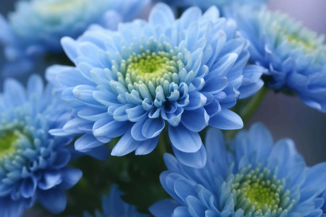 Hoa Cúc Mâm Xôi Màu Xanh Dương Là Một Màu Sắc Hiếm Có Và Độc Đáo