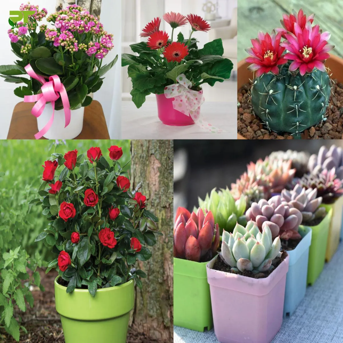 Tổng quan các chậu hoa mini để bàn làm việc đẹp và tiện lợi