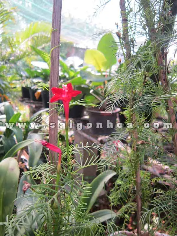 Cận cảnh lá và hoa Dây Tóc Tiên